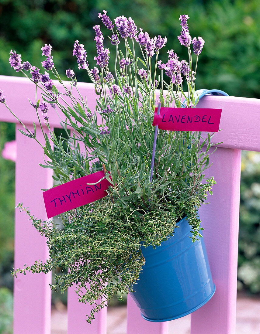 Lavandula (lavender) and thymus (thyme) in turquoise bucket