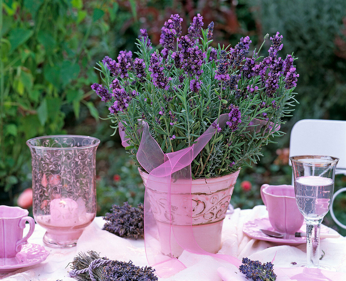 Lavandula 'Hidcote Blue' with pink gauze ribbon in pink flower pot