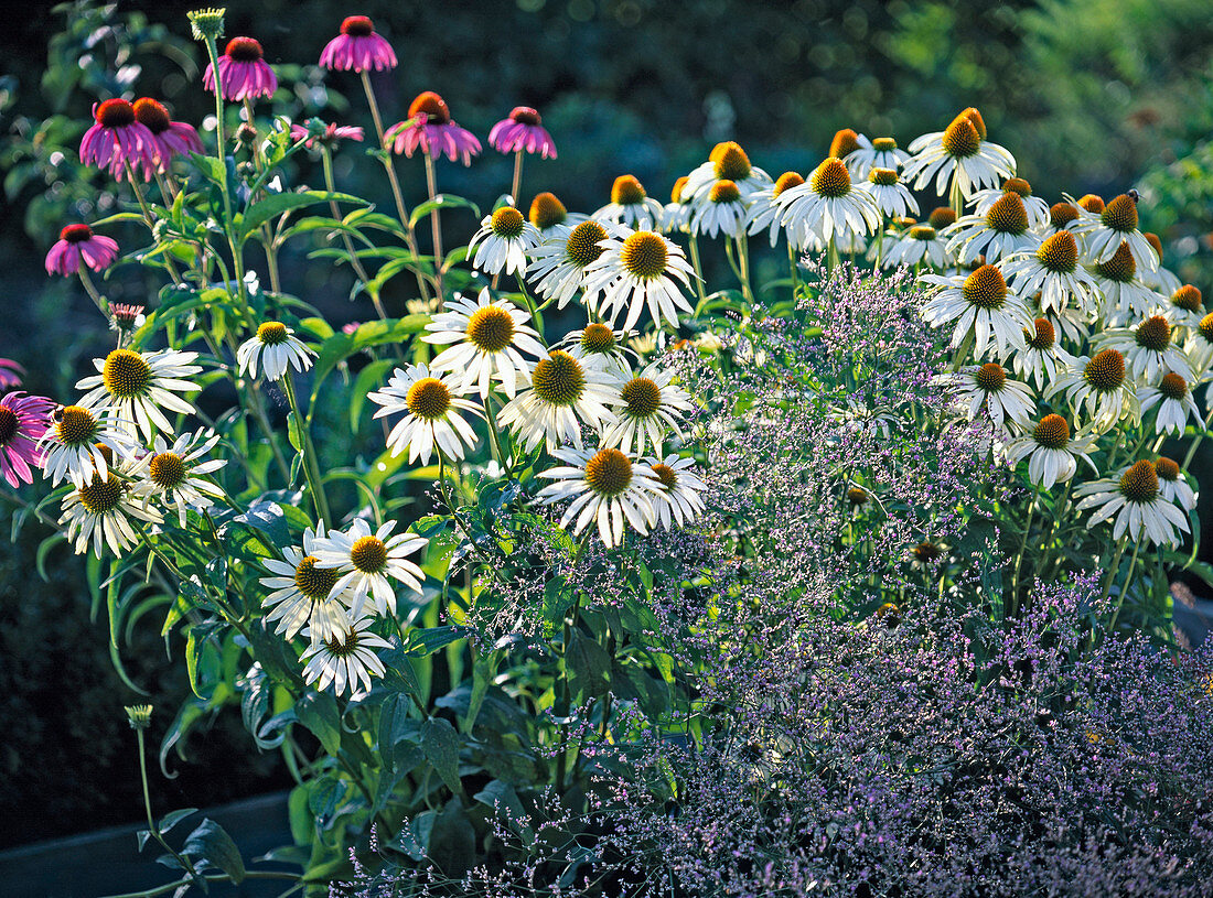 Echinacea Purpurea 'Alba' (Weißer Sonnenhut)