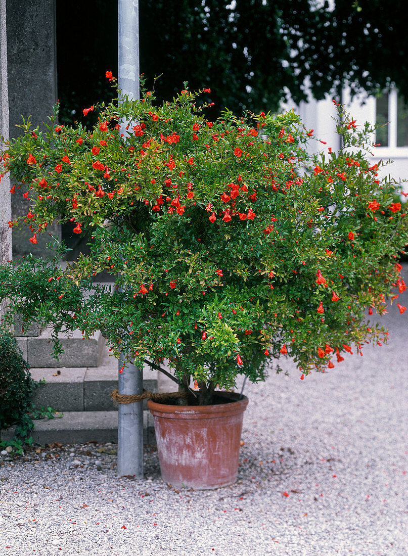 Punica granatum 'Nana' (dwarf pomegranate)