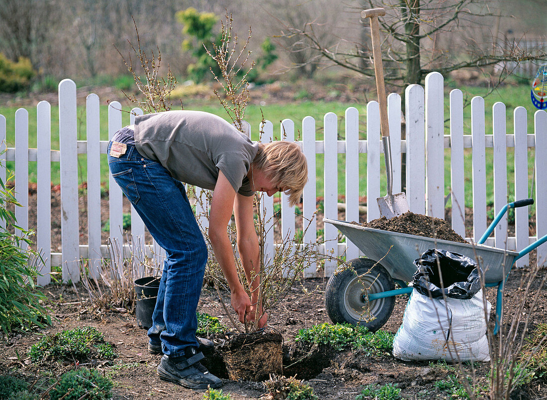 Putting Forsythia (Goldilocks) into the planting hole