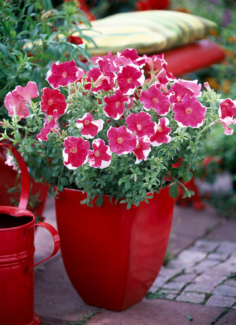 Petunia Mirage 'Red Picotee' (Petunia)