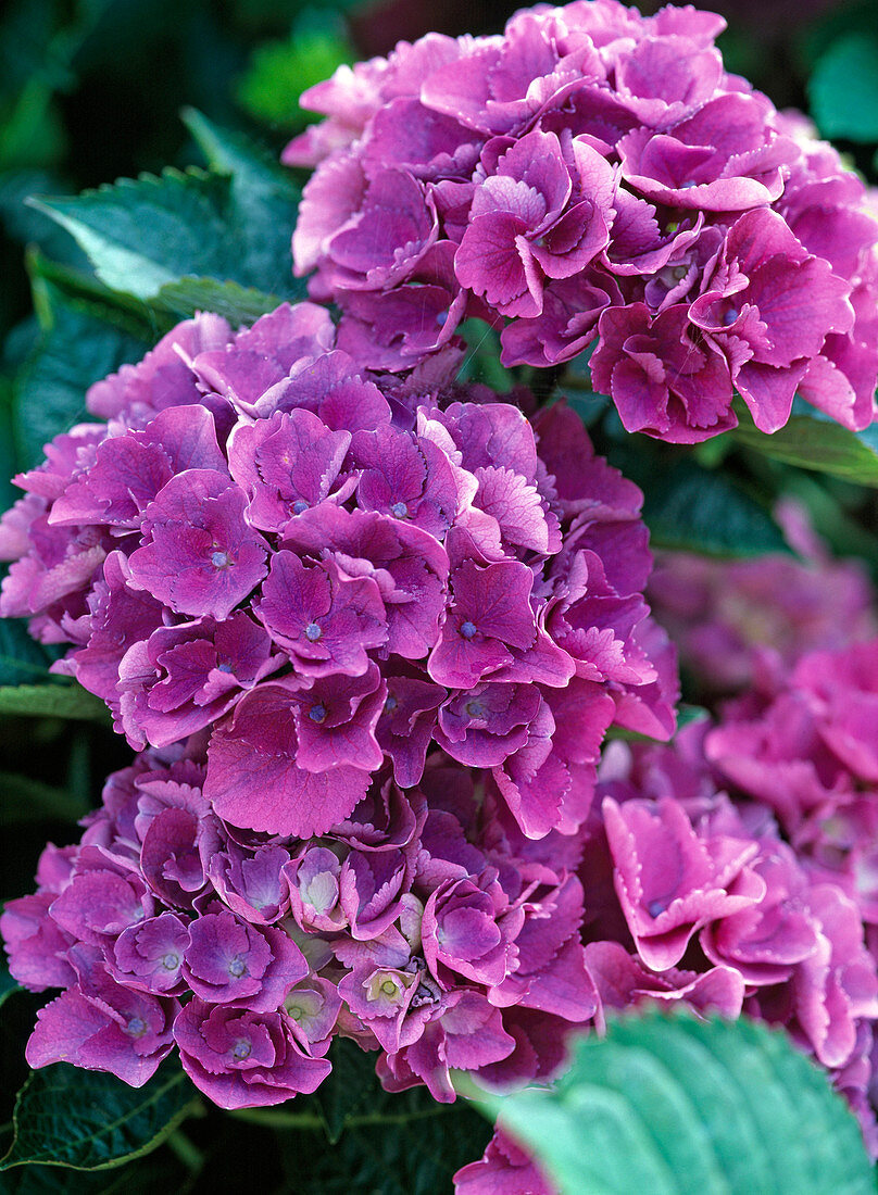 Hydrangea macrophylla 'Elbtal' (Hortensie)