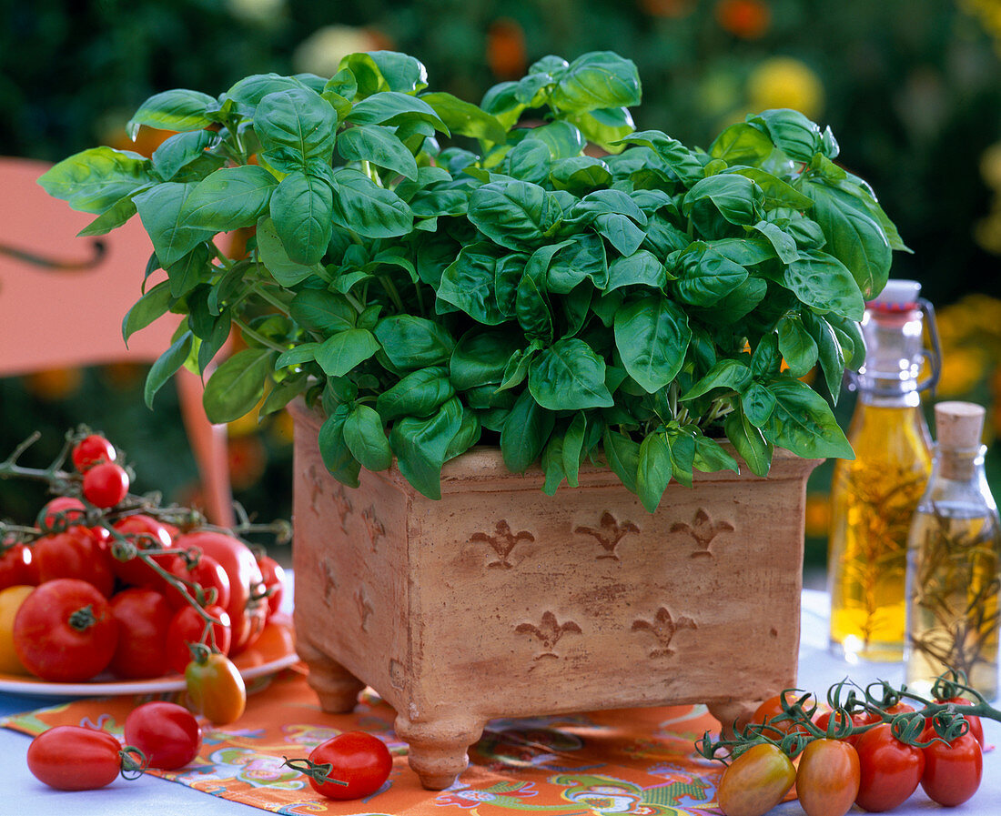 Ocimum basilicum 'Green Genoveser' (basil)