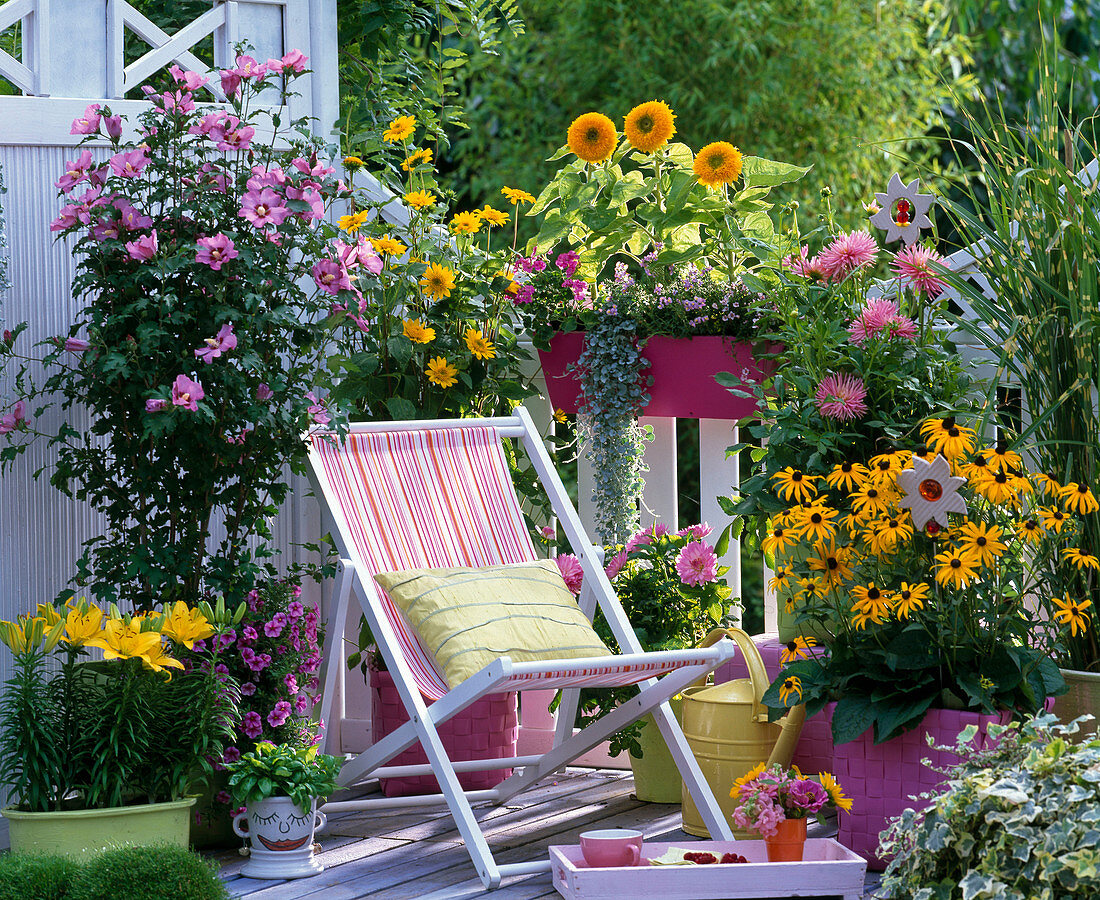 Spätsommerbalkon mit Hibiscus , Sonnenhut und Sonnenblumen