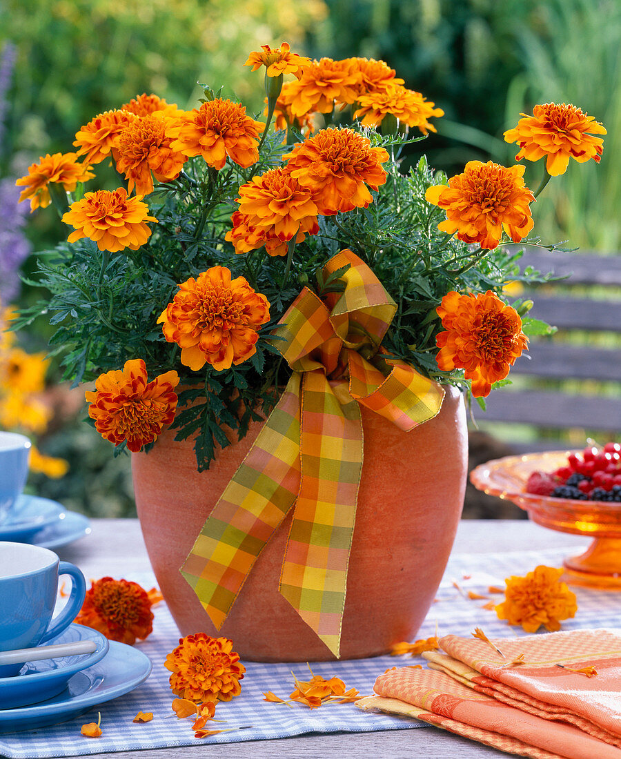 Tagetes patula (marigold) in an orange pot