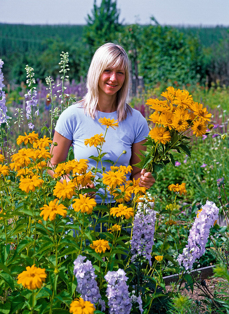 Woman picking bouquet of Heliopsis (Sun Eye)