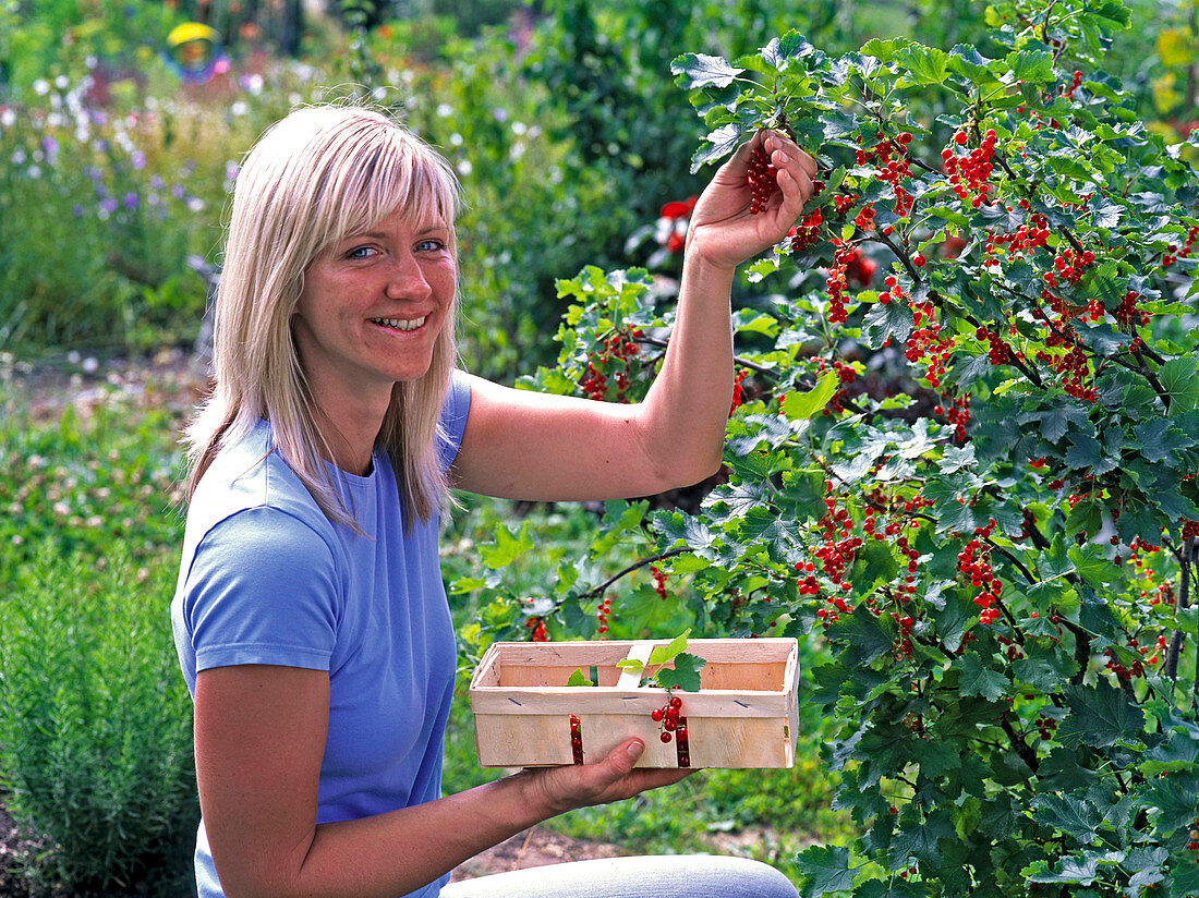 Frau pflückt Ribes (rote Johannisbeeren)