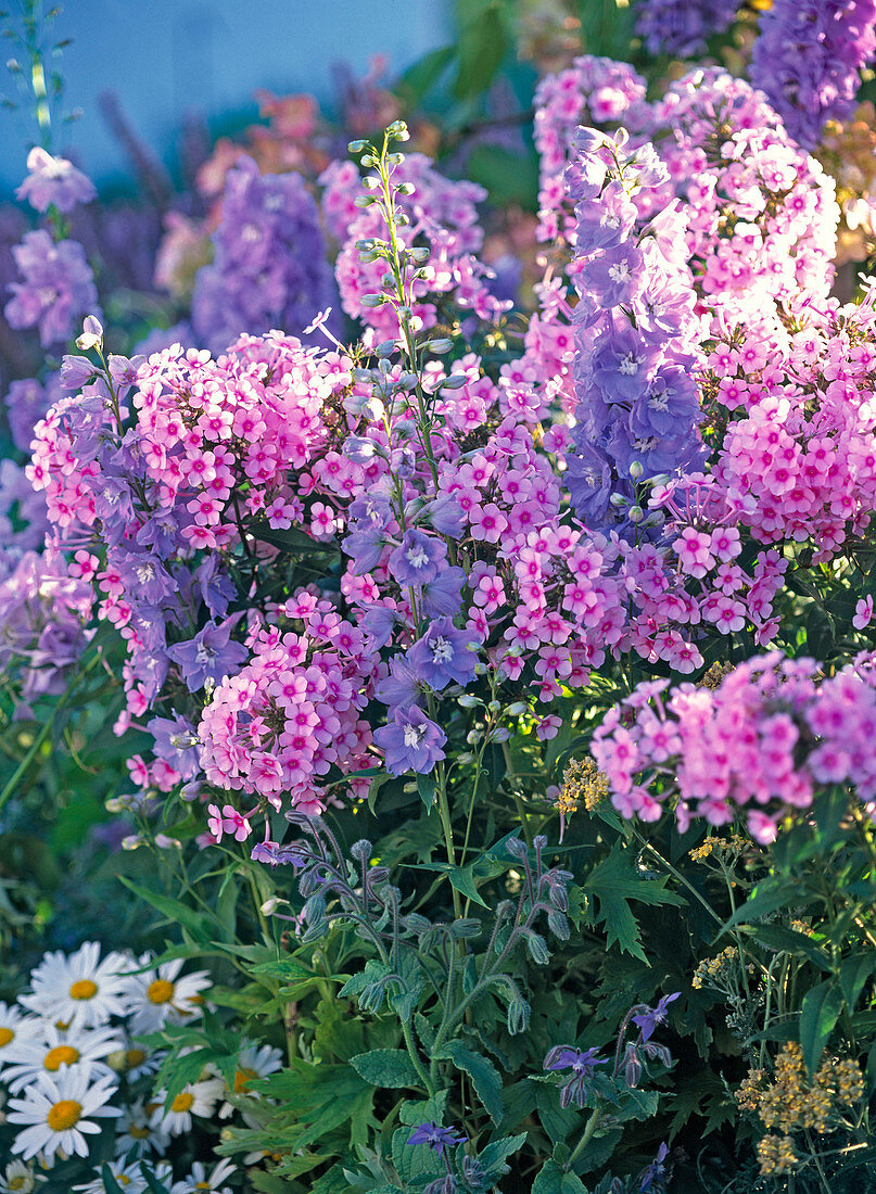 Phlox 'Landhochzeit' (Flammenblume)