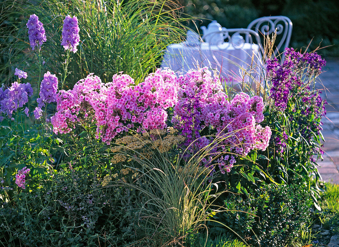 Phlox 'Country Wedding'