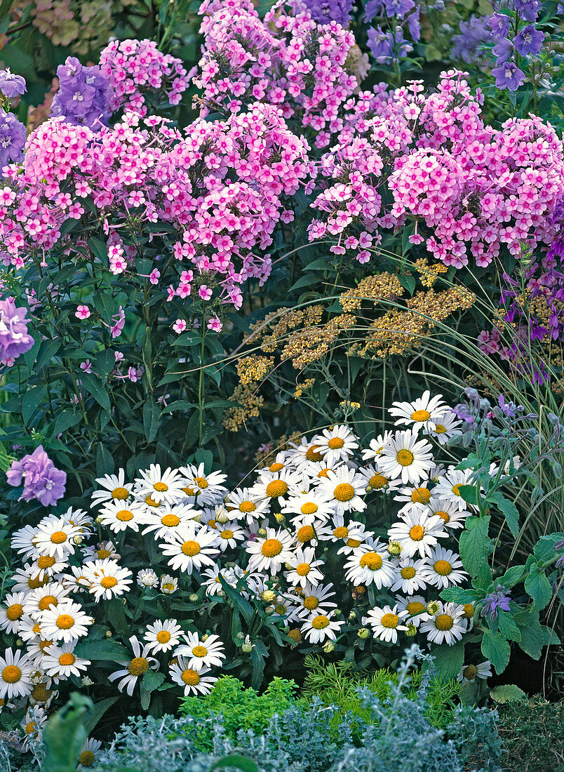 Phlox 'Country Wedding' (flame flower)