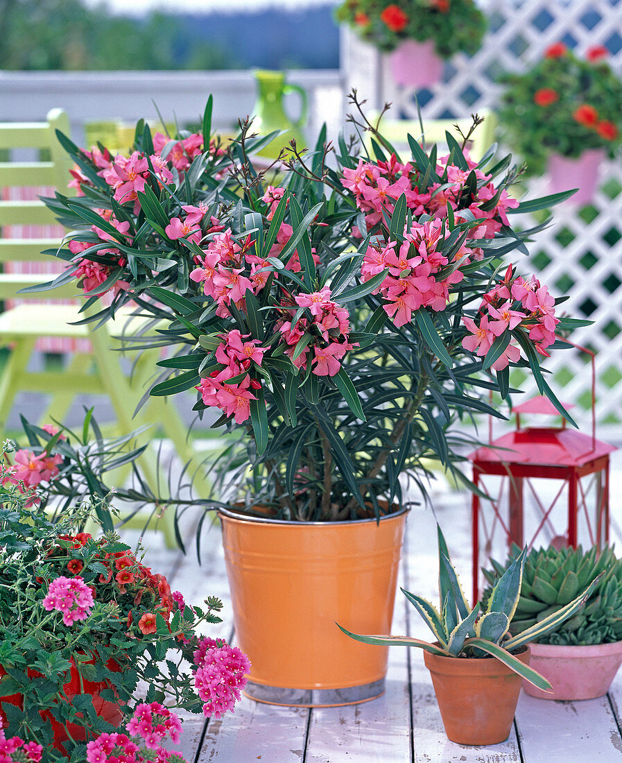 Nerium (Oleander), lachsrosa in orangem Metallkübel