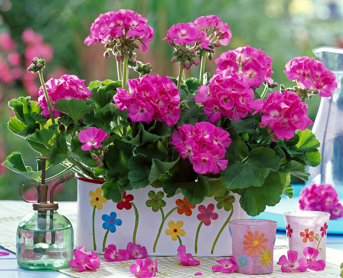 Pelargonium zonal trend 'Lavender' (geranium)