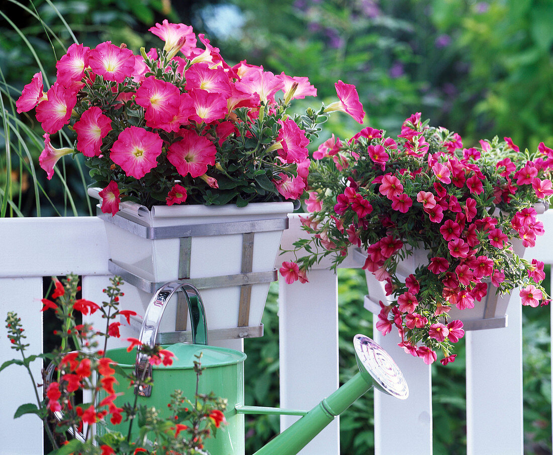 Petunia 'Red Morn' (Petunia), Calibrachoa Celebration 'Fire' (Calibrachoa)