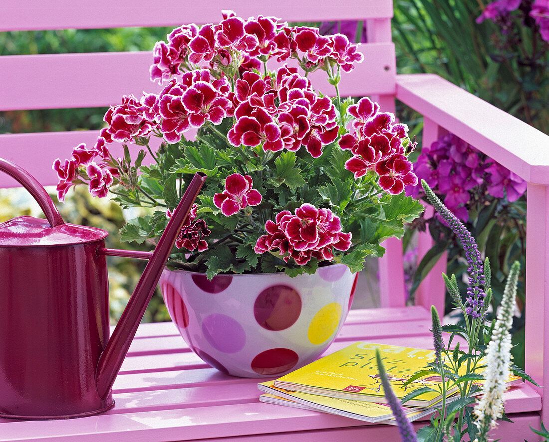 Pelargonium grandiflorum Aristo 'Beauty' (Edelgeranie)