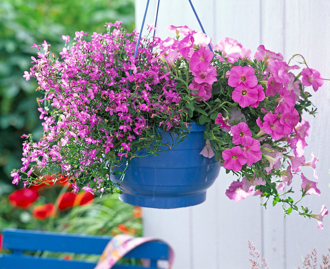 Blue-coloured hanging pot with Lobelia (male chaffinch), Petunia