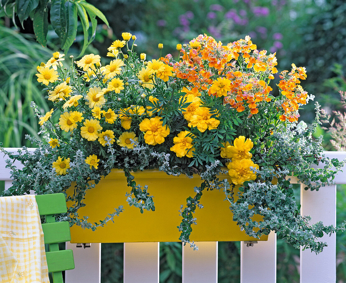 Argyranthemum 'Schöne von Nizza' (Margerite), Tagetes (Studentenblume)