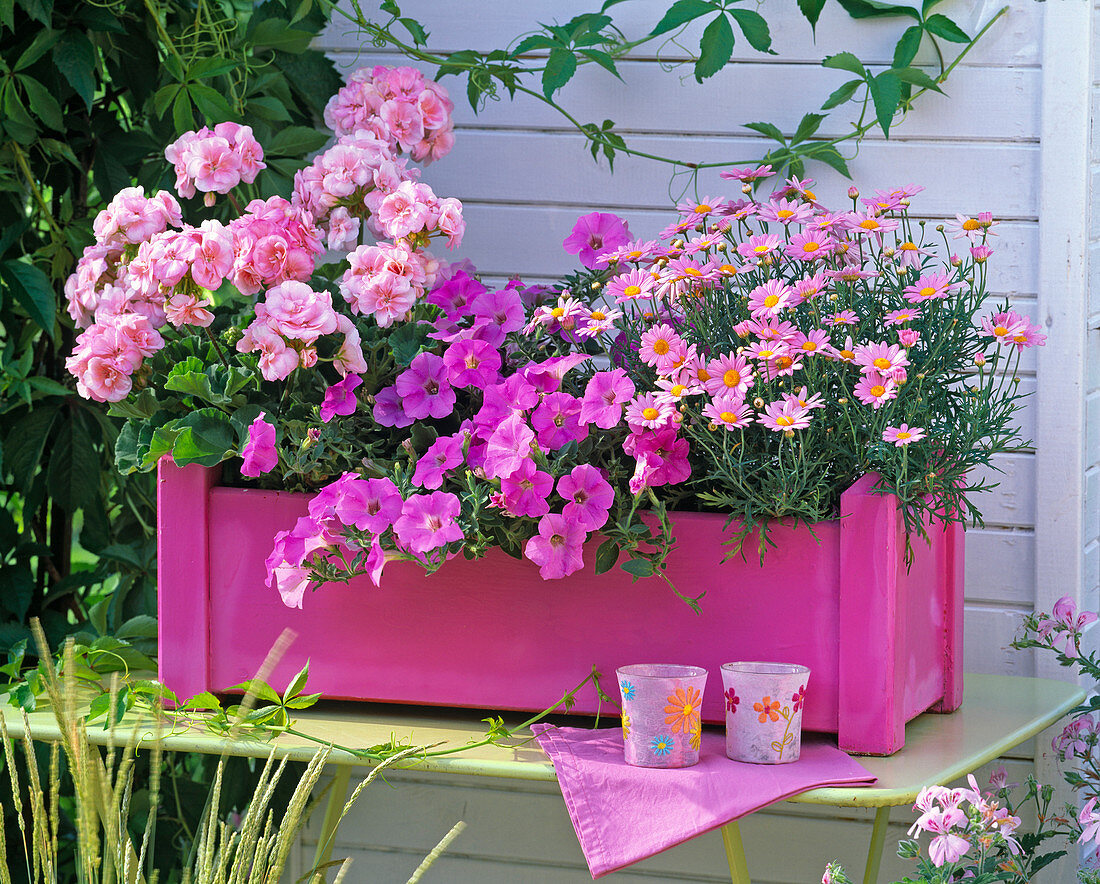 Pinker Holzblumenkasten mit Pelargonium (Geranie)