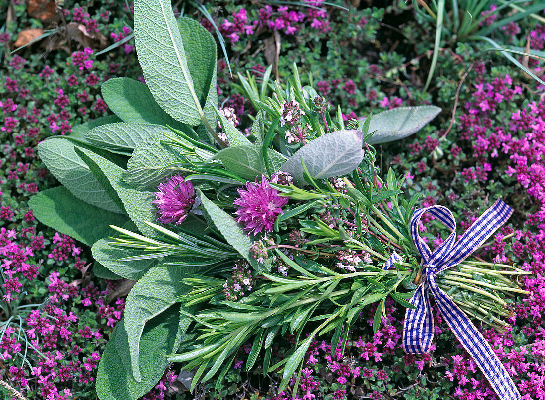 Herbal bouquet with salvia (sage), rosmarinus (rosemary), thymus