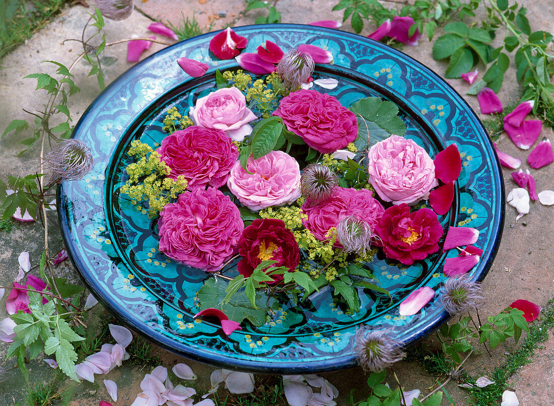 Flowers of historic pink (rose), alchemilla