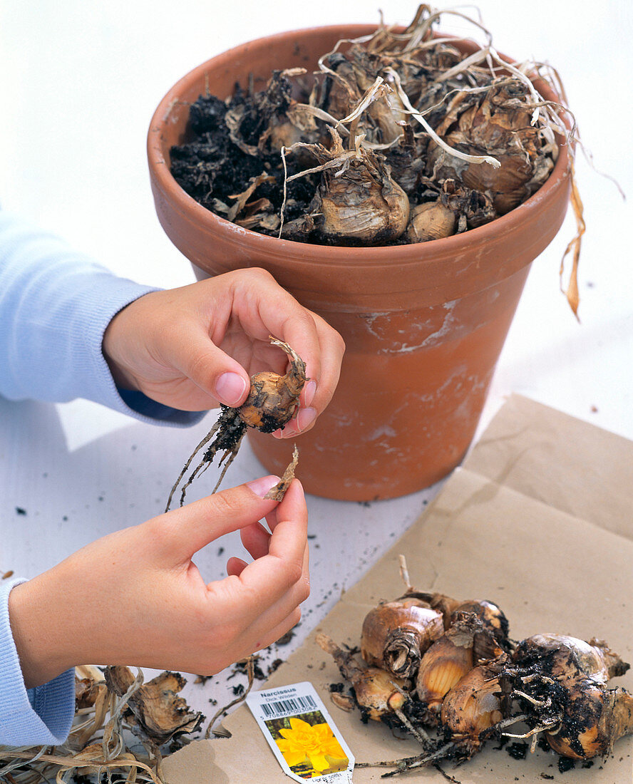 Take bulbs of Narcissus 'Dick Wilden' (daffodils) out of the pot and clean them up