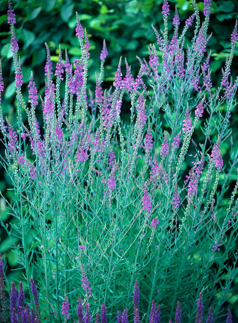 Linaria purpurea (Purple flax)