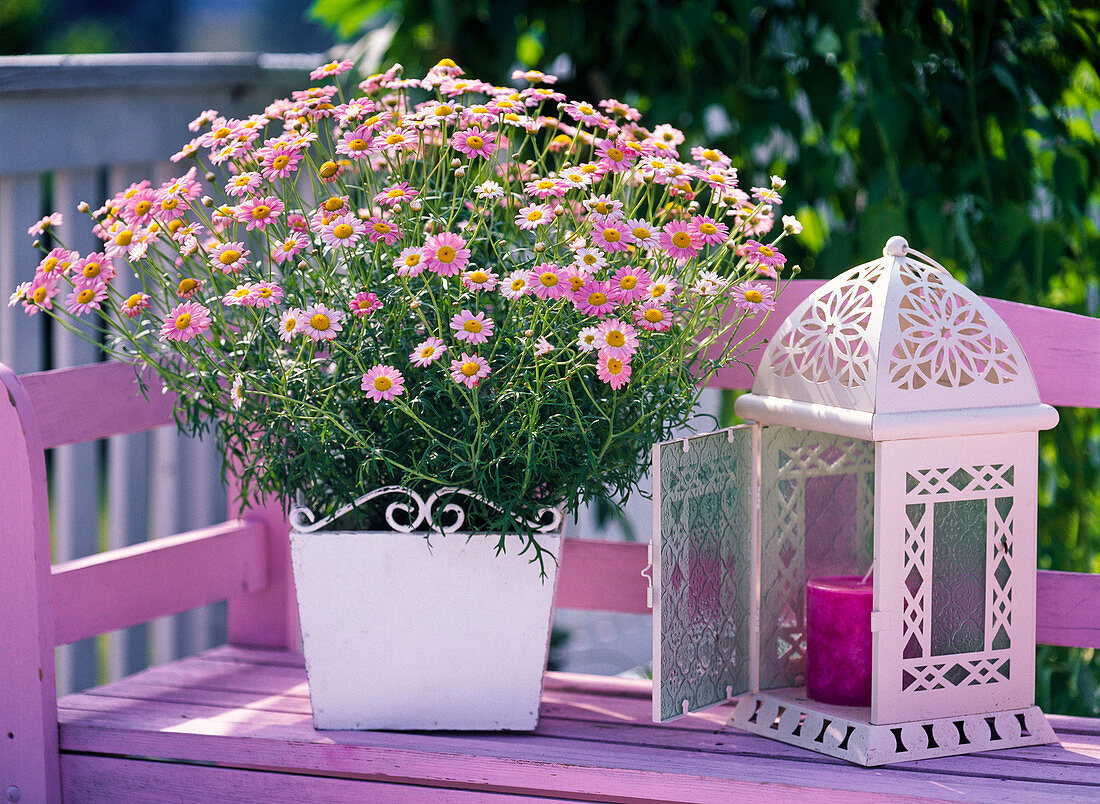 Argyranthemum Daisy Crazy 'Pink' (pink daisy)