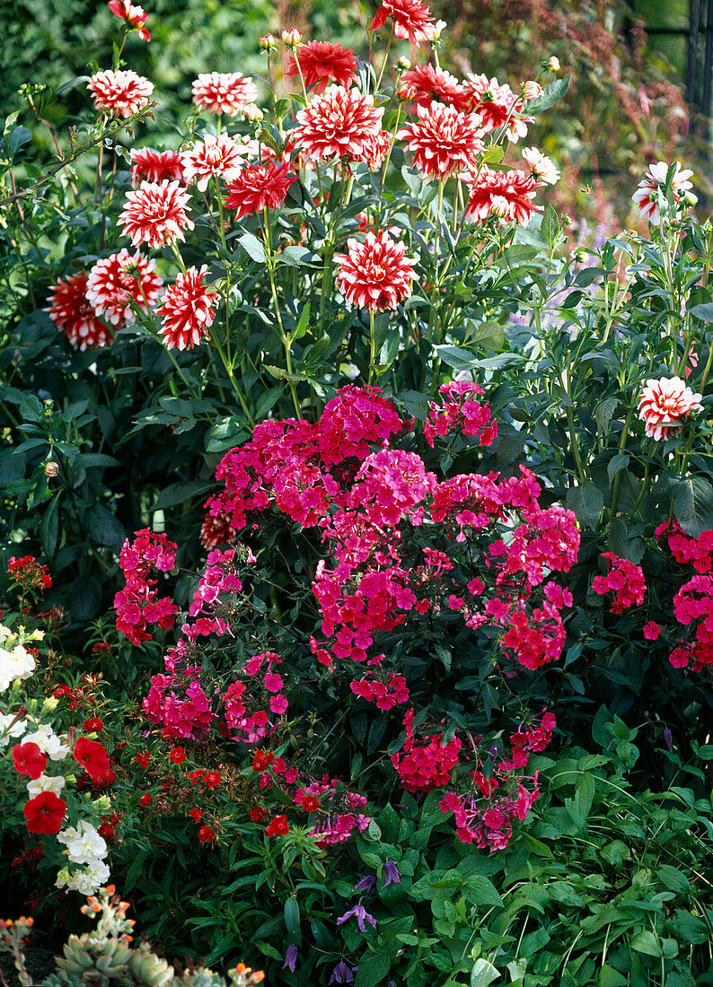 Phlox 'Starfire' (Flame flowers), Dahlia 'Duett' (Red and white dahlia)