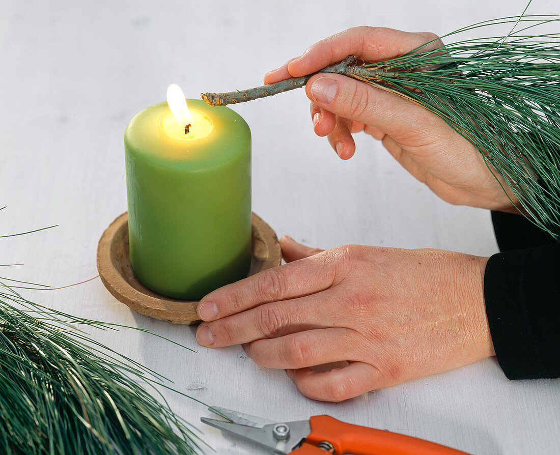 Pinus strobus (Kiefer), Zweig abflammen, um Harzaustritt zu stoppen