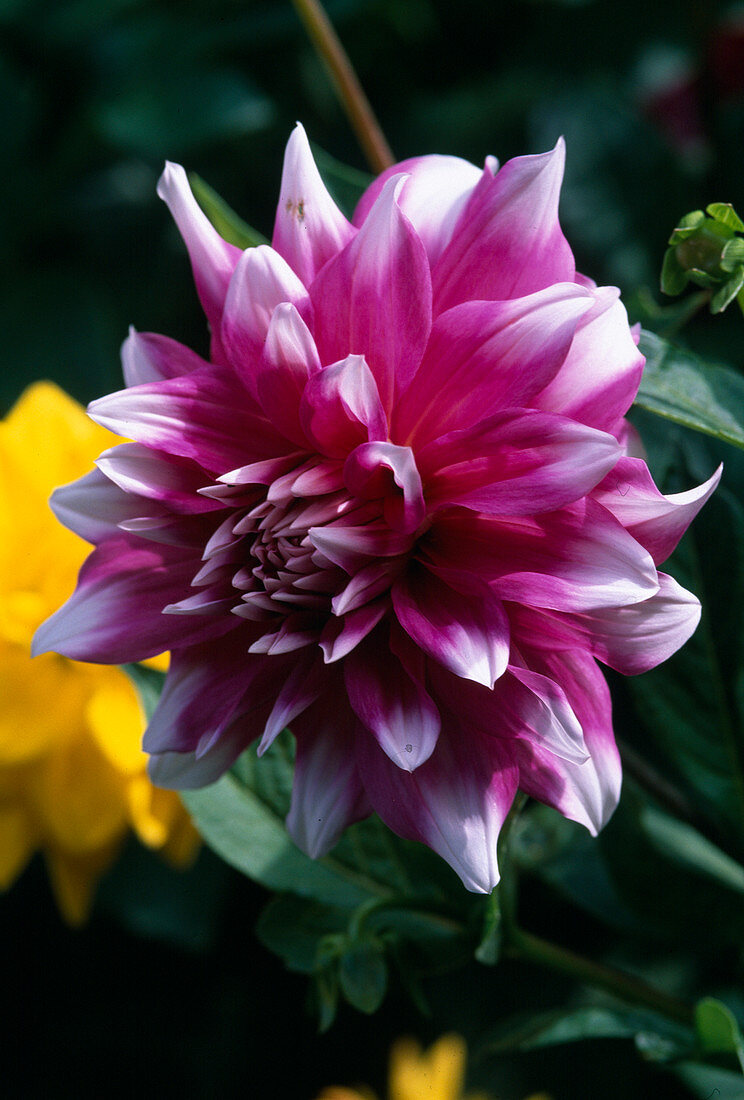 Dahlia (decorative dahlia) in pink with white tips