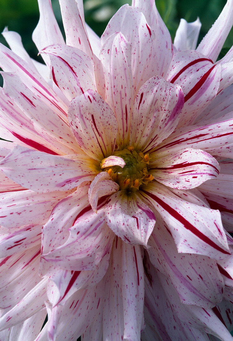 Dahlia (Semi-cactus dahlia)