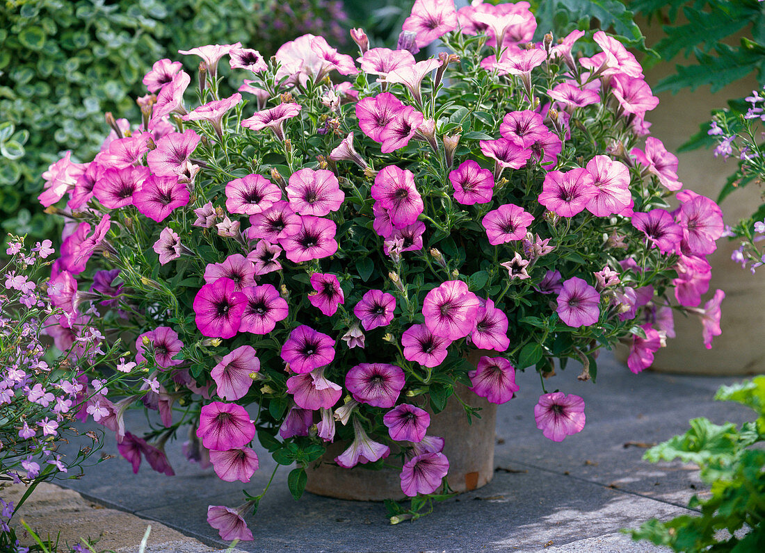 Petunia Sonic 'Magic Pink' (Petunia)