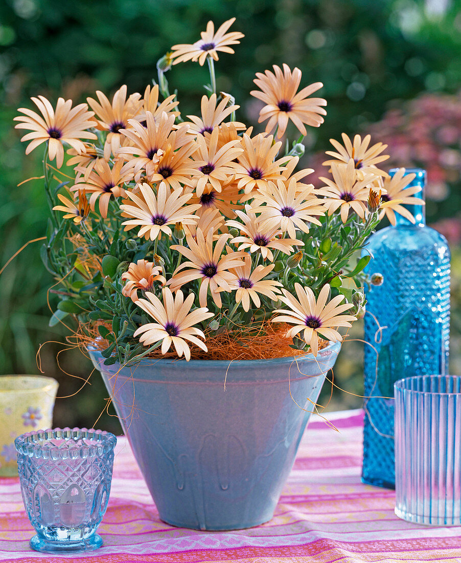 Osteospermum Symphony 'Lemon' (cape daisy)