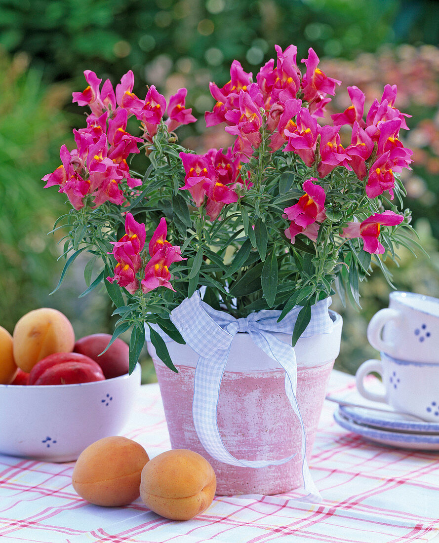 Antirrhinum (snapdragon)