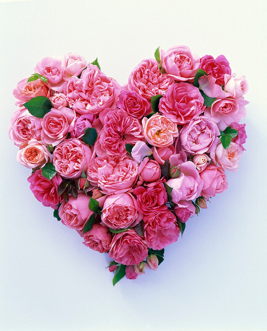 Cut-out: Heart of pink (pink roses)