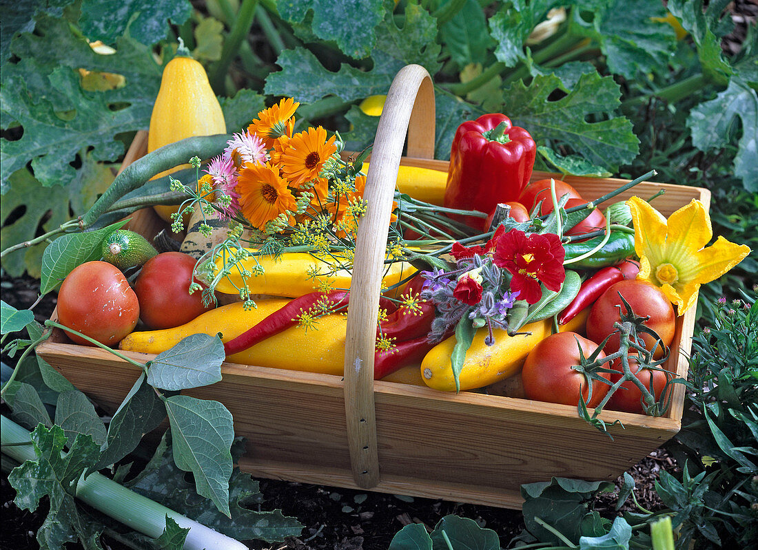 Wooden basket with vegetables and herbs: Lycopersicon (tomatoes), Cucurbita