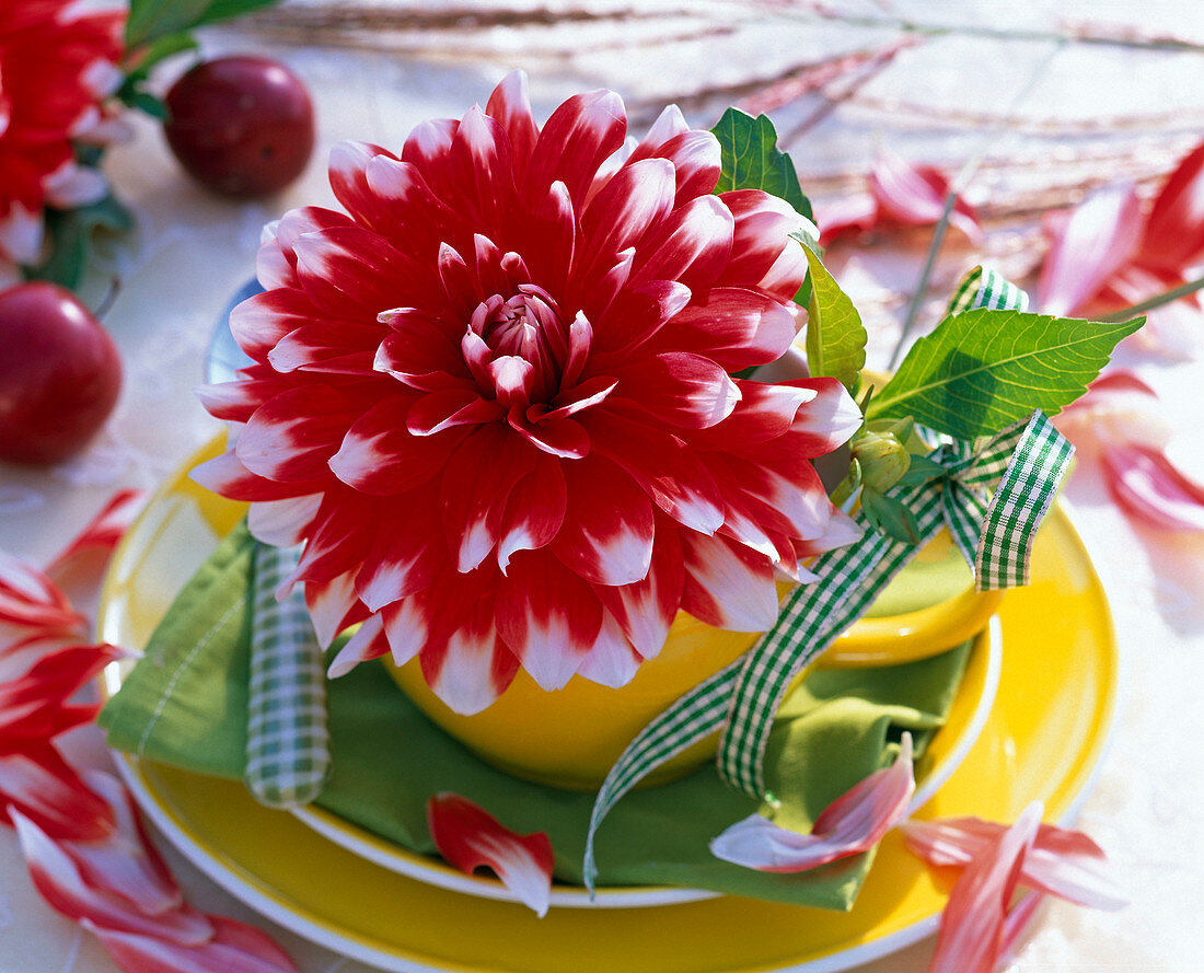 Blossom of Dahlia (Dahlia) as a decoration in a cup