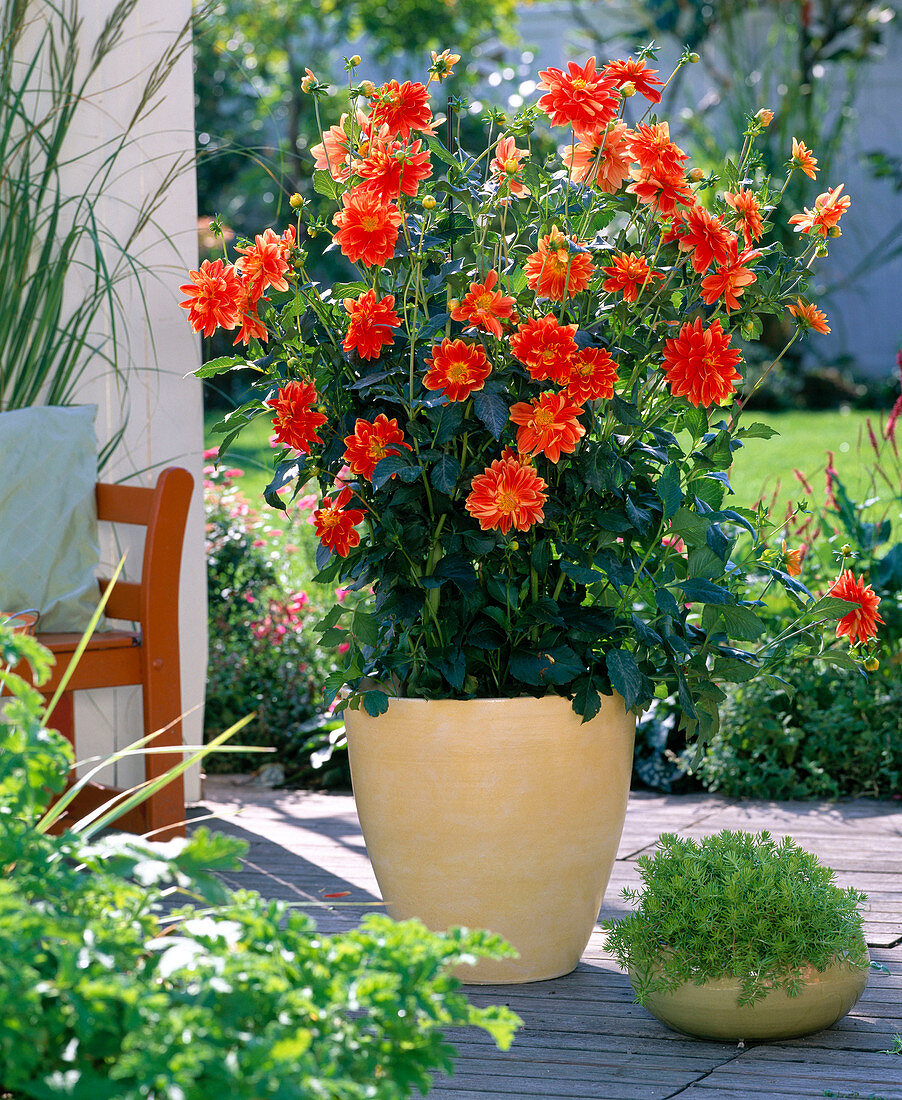 Dahlia 'Balego's Glory' (orange Dahlie)