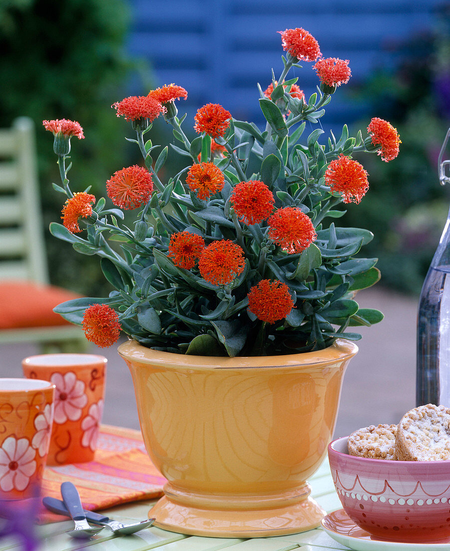 Senecio sempervivus (Ragwort)