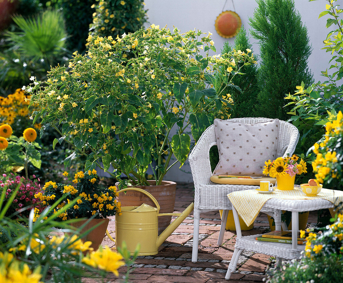 Mirabilis jalapa (miracle flower), yellow flowering