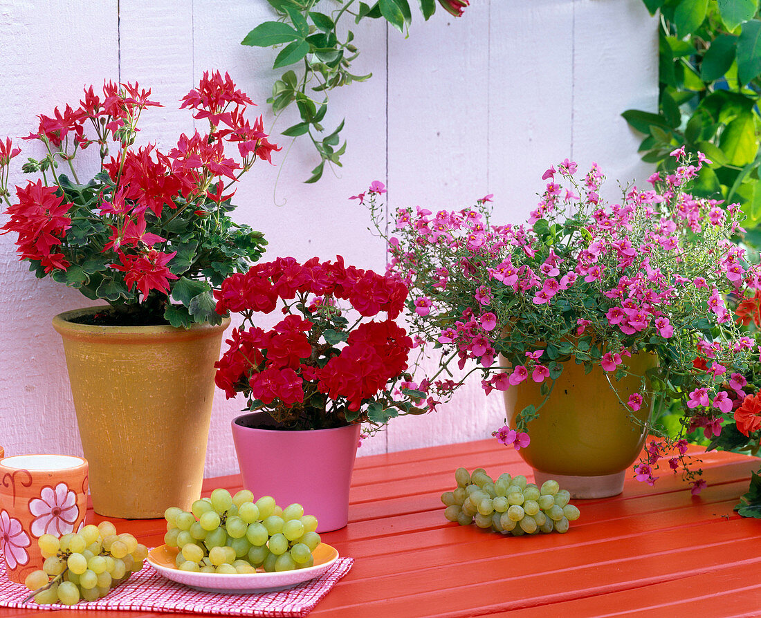 Pelargonium 'Fireworks Cherry', 'Little Lady Scarlet' (geraniums)