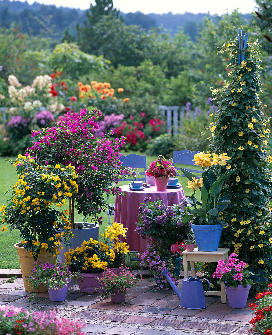 Cassia (spice bark), Bougainvillea, Canna indica