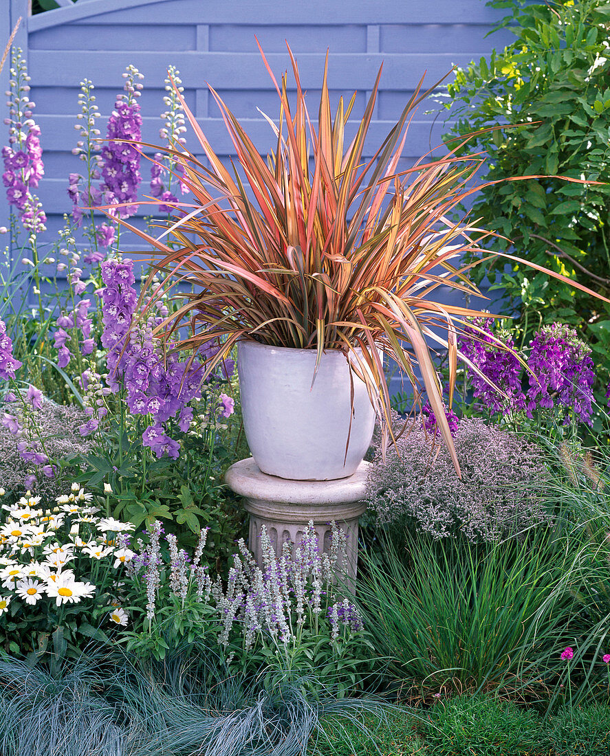 Phormium 'Maori Queen' (New Zealand flax)