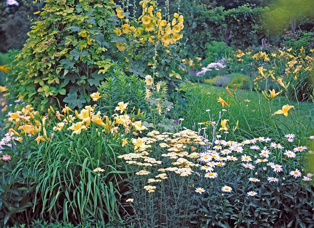 Leucanthemum (daisy), Achillea (yarrow), Hemerocallis