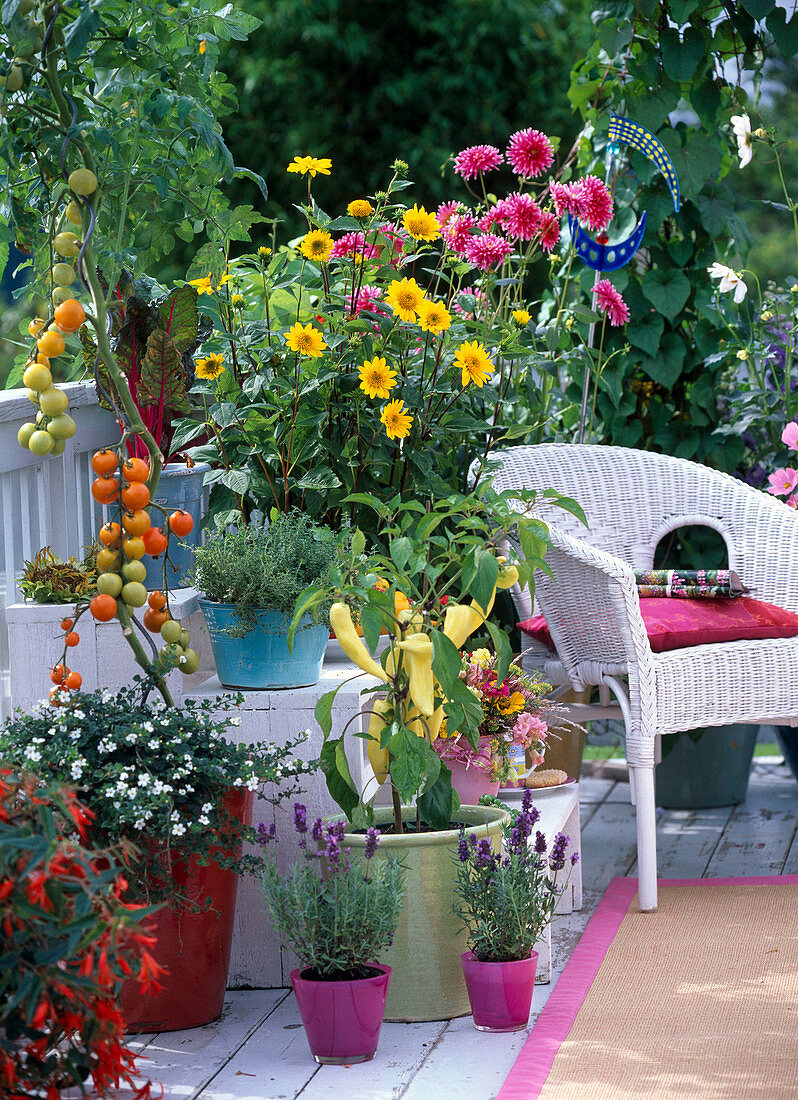 Balcony with Helianthus 'Capenoch Star' (perennial sunflower)