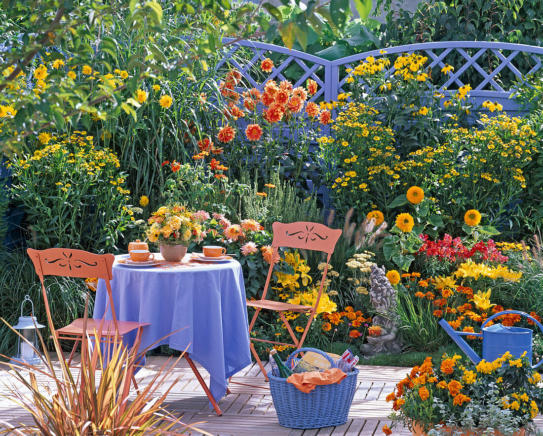 Gelb-oranges Terrassenbeet vor blauer Flechtwand