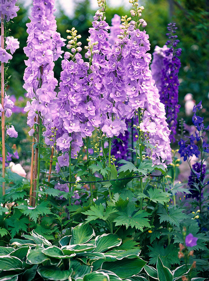 Delphinium elatum 'Magic Fountain' (Rittersporn)