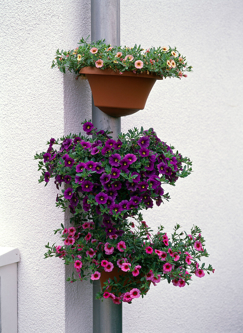 Calibrachoa (magic bells) in pots by the downpipe