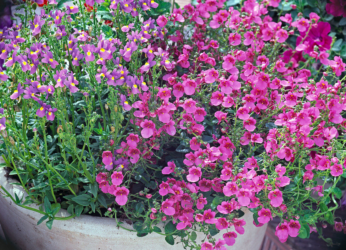 Nemesia 'Kaboutertjes David' (Elf mirror), Diascia 'Elfjes Dootje'.