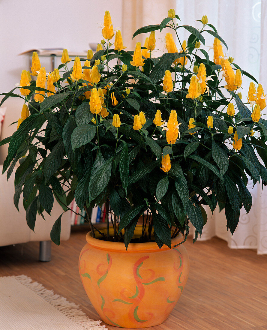 Pachystachys lutea (golden ear) in a spherical orange planter